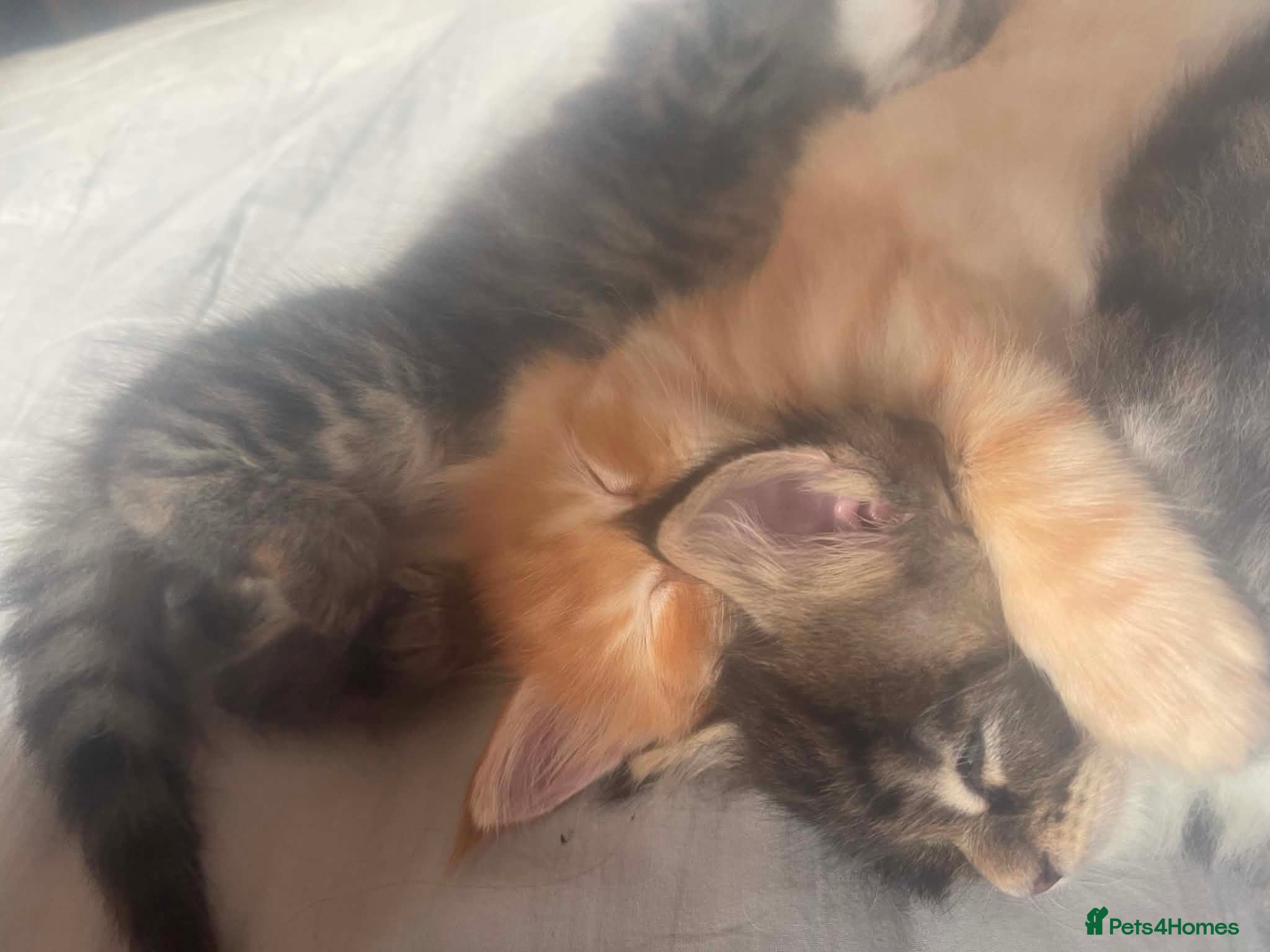 Maine Coon cats for sale: Maine coon kittens - Advert 10