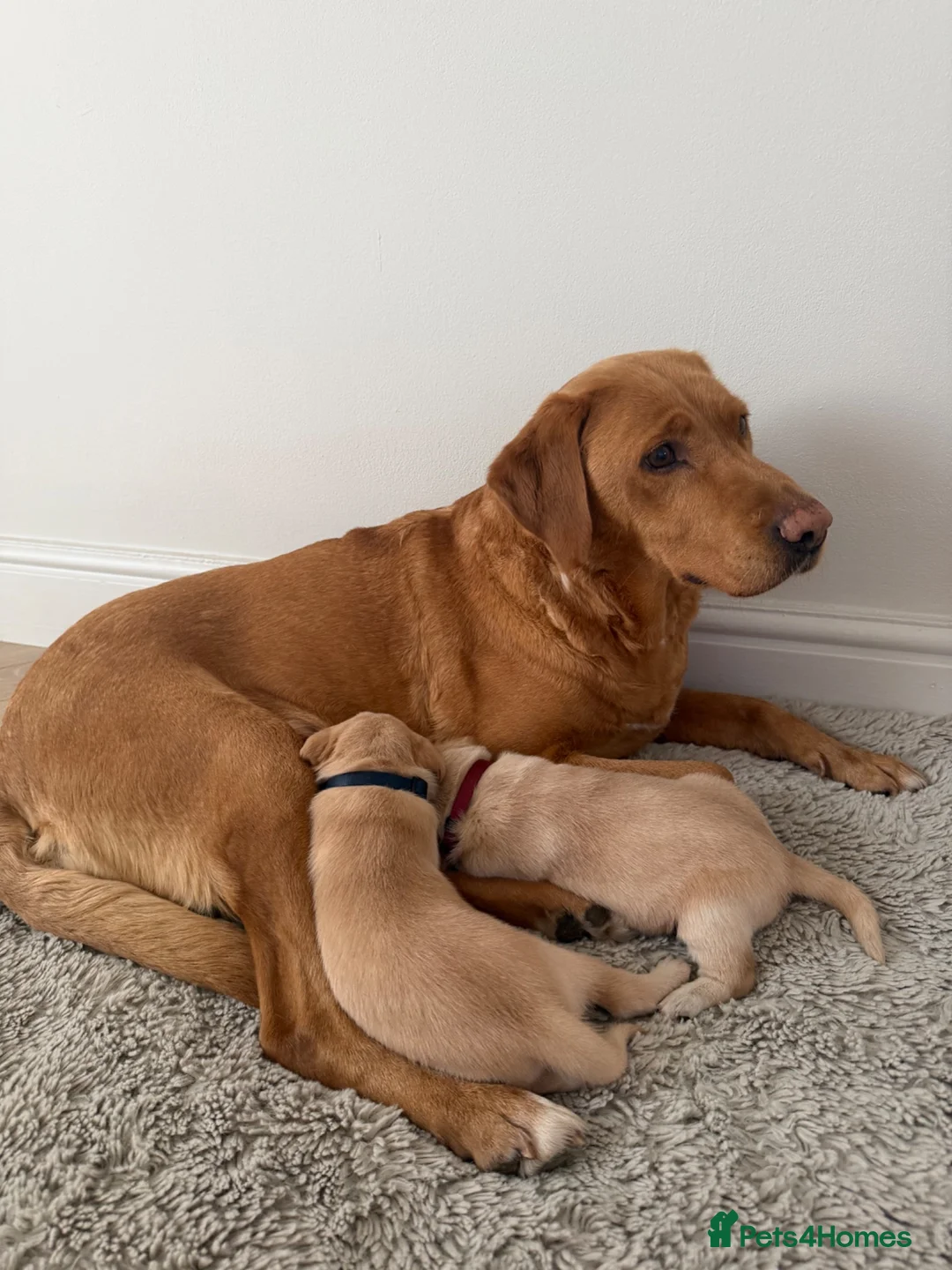 Labrador Retriever dogs for sale: Working Line Labrador Puppies  - Advert 2