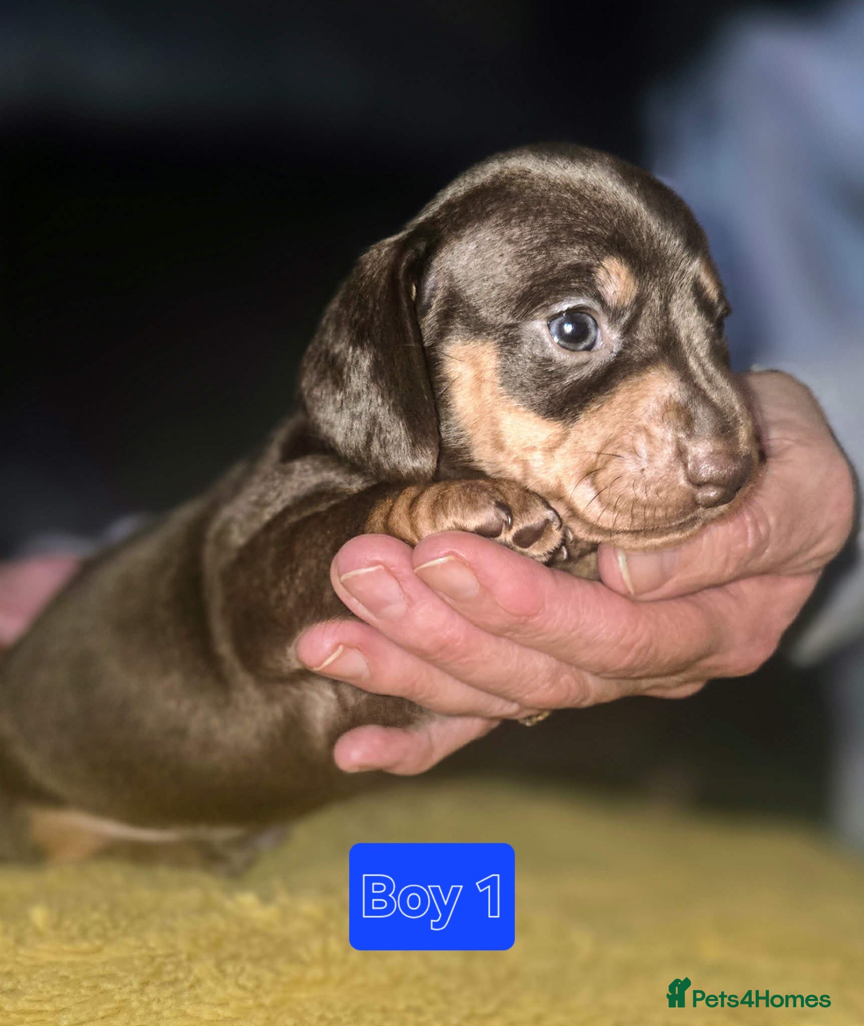 Miniature Dachshund dogs Kc Smooth hair dachsund - Advert 1