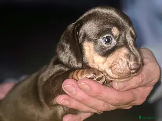 Miniature Dachshund dogs Kc Smooth hair dachsund - Advert 1