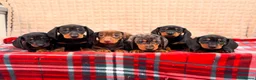 Miniature Dachshund dogs for sale: STUNNING KC MINI DACHSHUND PUPPIES READY NOW  - Advert 10