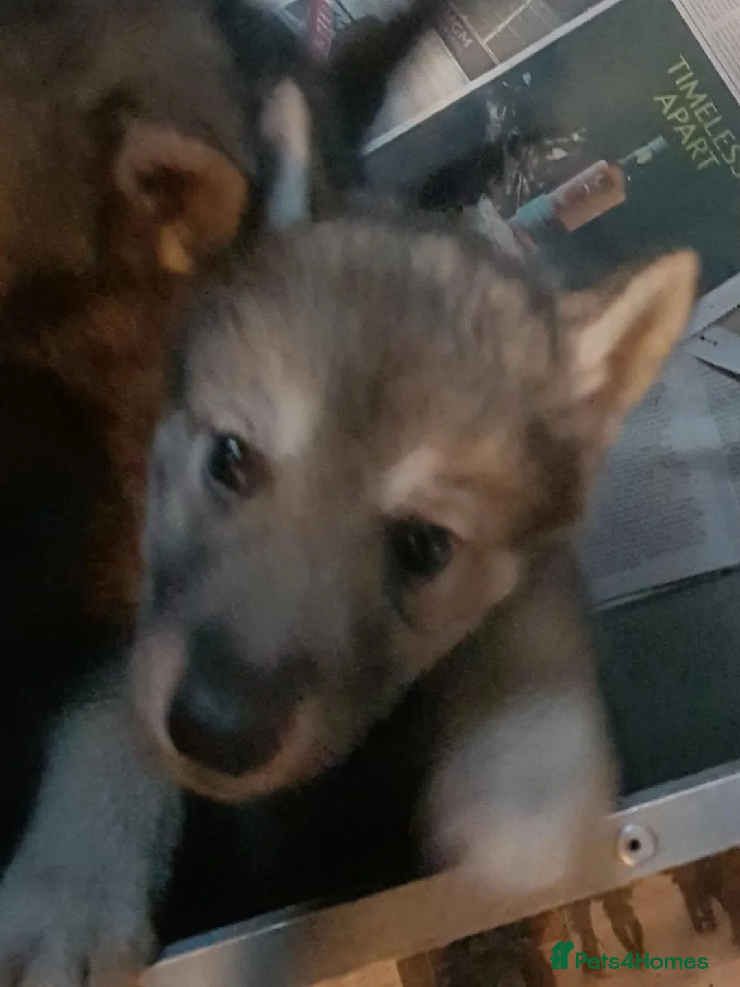 German Shepherd dogs for sale: RARE TAMASKAN PUPS REGISTERED AND EMBARKED - Advert 12