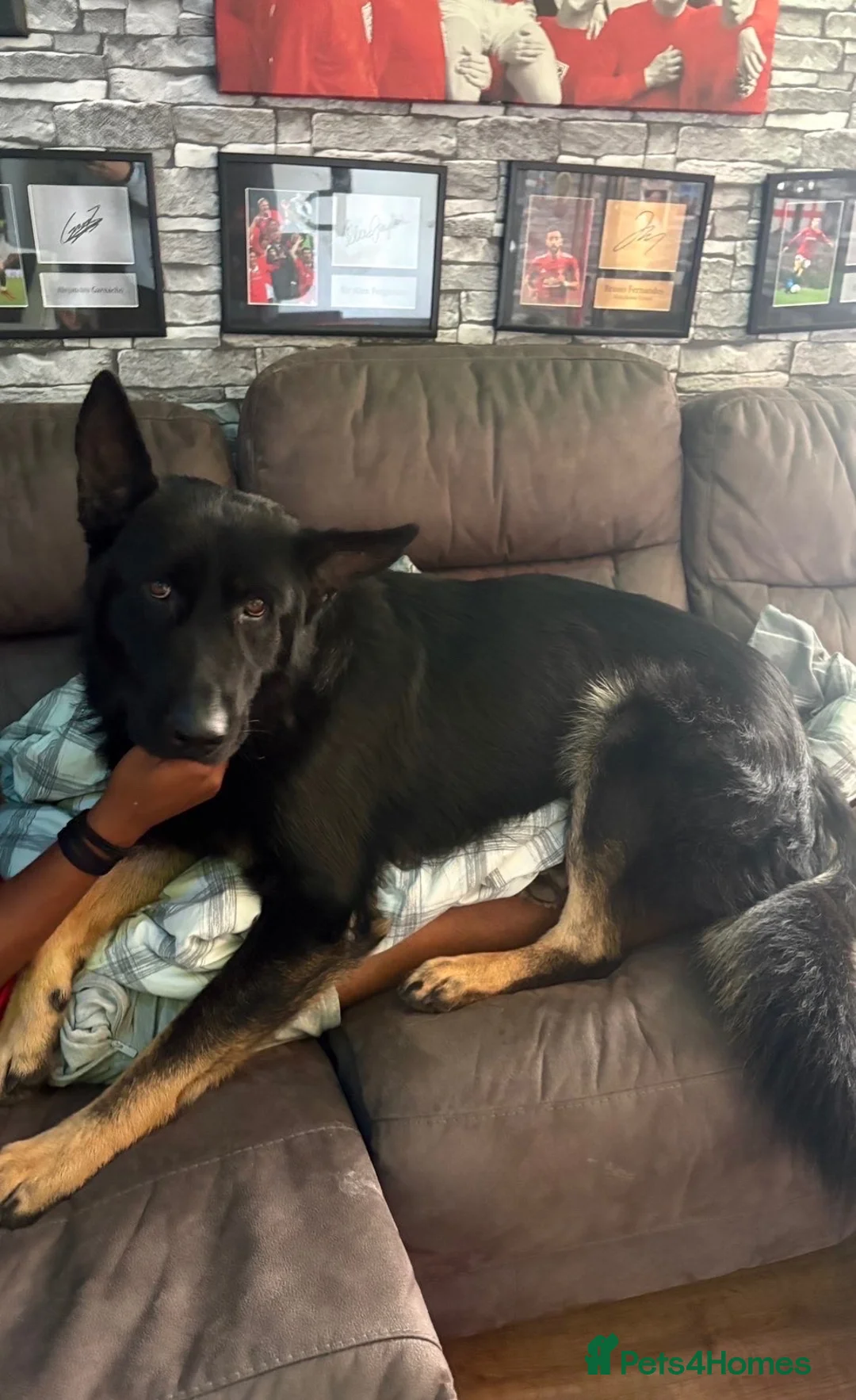 German Shepherd dogs for sale: Bruno  in Crawley - Advert 7