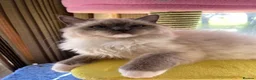 Ragdoll cats for sale: Beautiful Ragdoll  - Advert 9