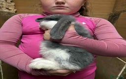 French Lop rabbits for sale: French lop babies - Image 3
