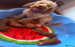 Cockapoo dogs for sale: Adorable Red F1B Cockapoo Puppy for Sale! 🐾 - Image 8