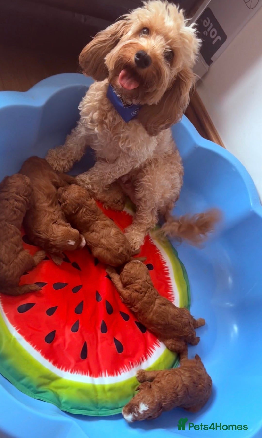 Cockapoo dogs for sale: Adorable Red F1B Cockapoo Puppy for Sale! 🐾 - Image 8