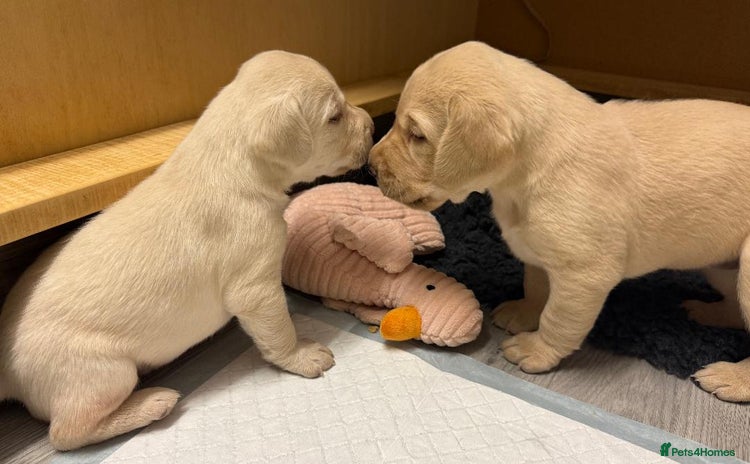 Labrador Retriever dogs - Advert 11