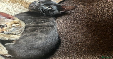 Bengal cats - Advert 2