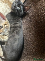 Bengal cats - Advert 2