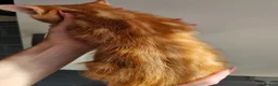Mixed Breed cats for sale: Mixed Breed Kittens/Price Individual - Advert 7