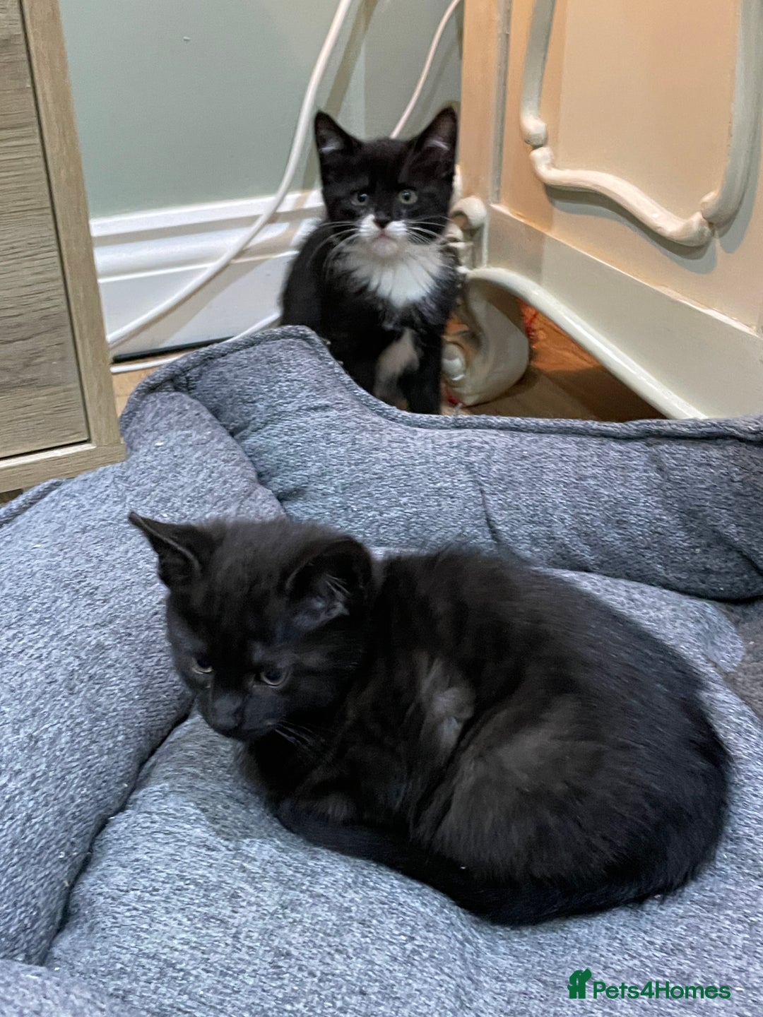 Mixed Breed cats for sale: 2 beautiful little girls - Advert 1