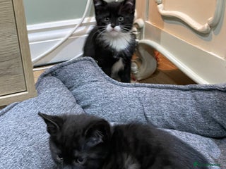 Mixed Breed cats 2 beautiful little girls - Advert 1