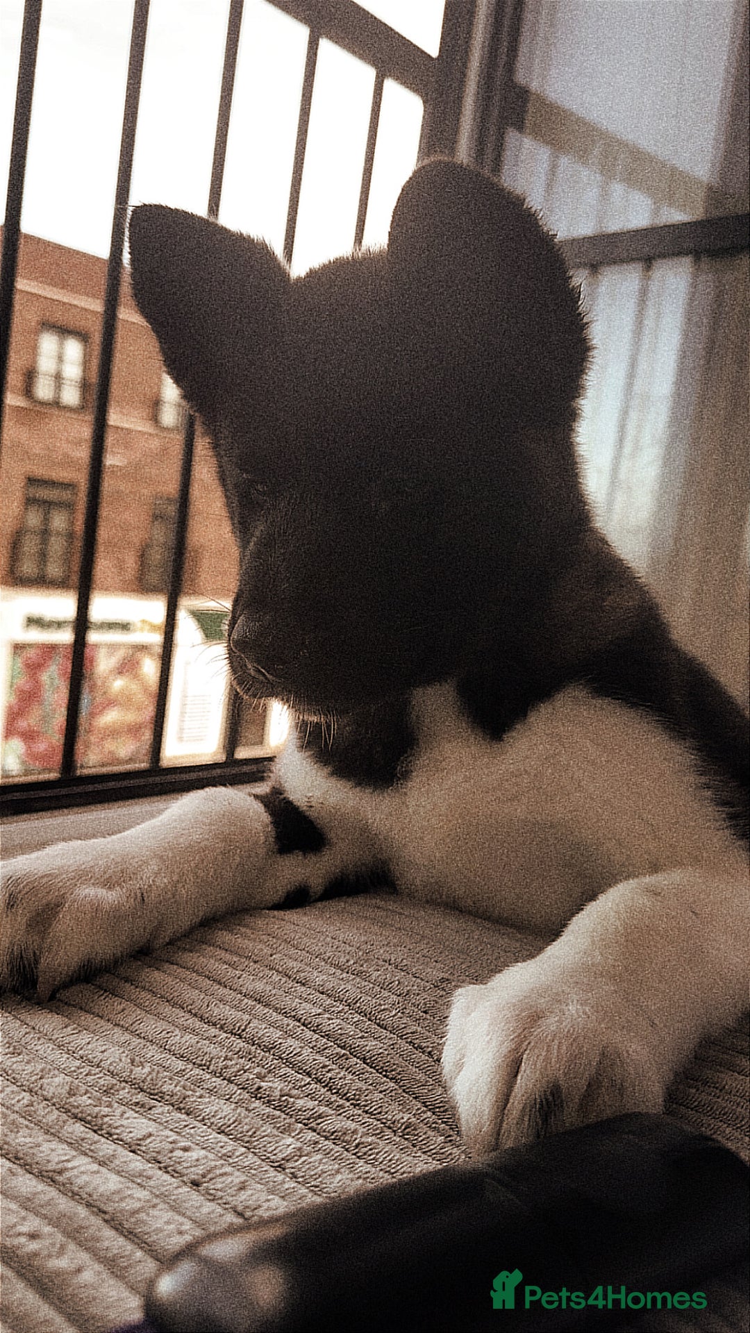 Akita dogs for sale: Japanese Akita  - Advert 6