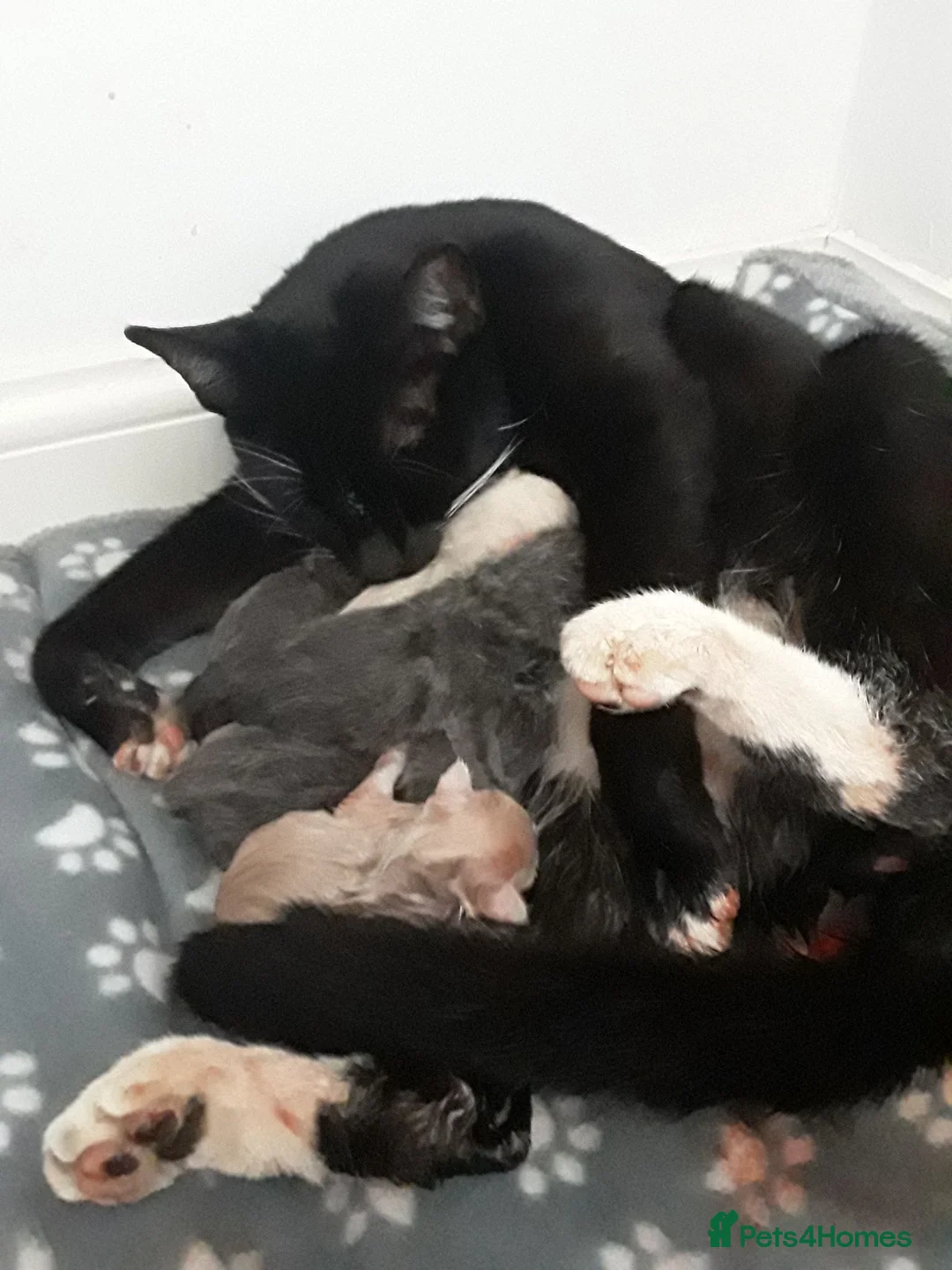Mixed Breed cats for sale: Beautiful kittens, serious loving homes only in Broxburn - Advert 7