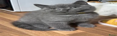 British Shorthair 3