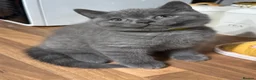 British Shorthair cats for sale: Purebred British short hair kittens 🐱  - Advert 11