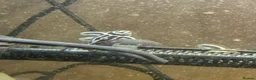 Plecos fish for sale: Zebra plecos  - Advert 3