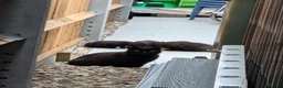 Mixed Breed cats for sale: 4 black kittens  - Advert 3