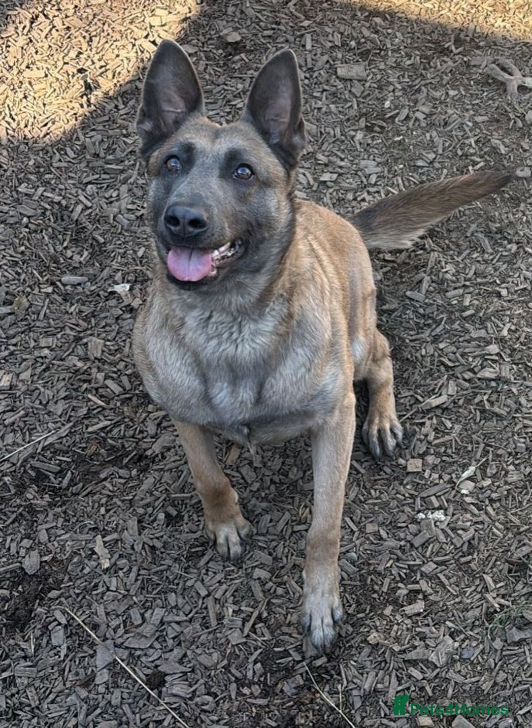 Belgian Shepherd Dog dogs for sale: Beautiful blue malinois looking for new home.  - Advert 2