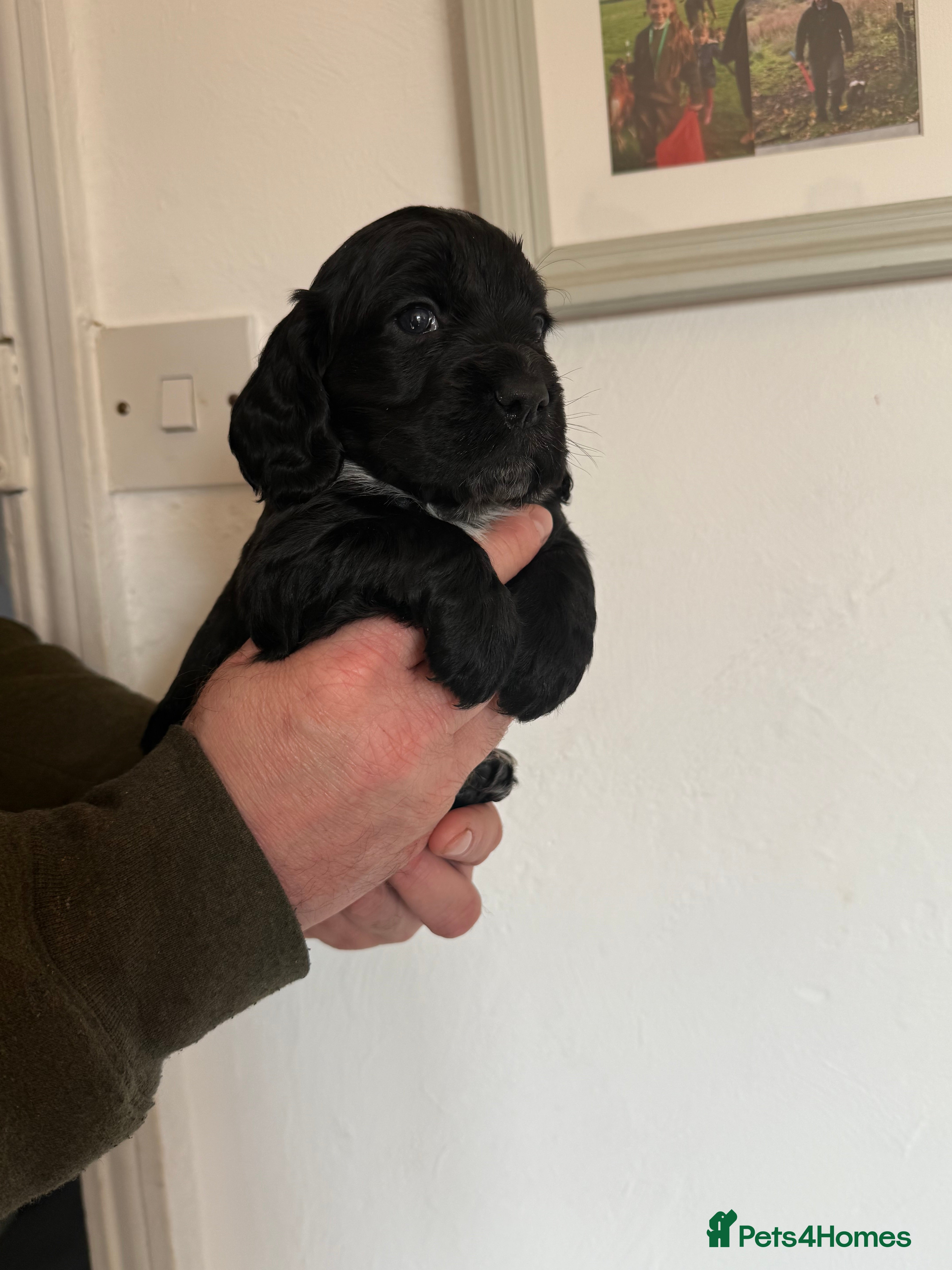 Cocker Spaniel dogs Working Cocker Spaniel Puppies - Advert 17