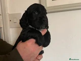 Cocker Spaniel dogs Working Cocker Spaniel Puppies - Advert 17