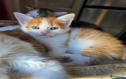 Mixed Breed cats for sale: 6 kittens  - Image 17