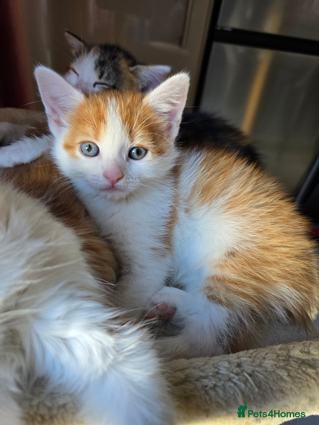 Mixed Breed cats for sale: 6 kittens  - Image 17