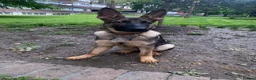 German Shepherd dogs for sale: GSD PUPPIES READY TO LEAVE 11.04.2026 -£600  - Advert 13