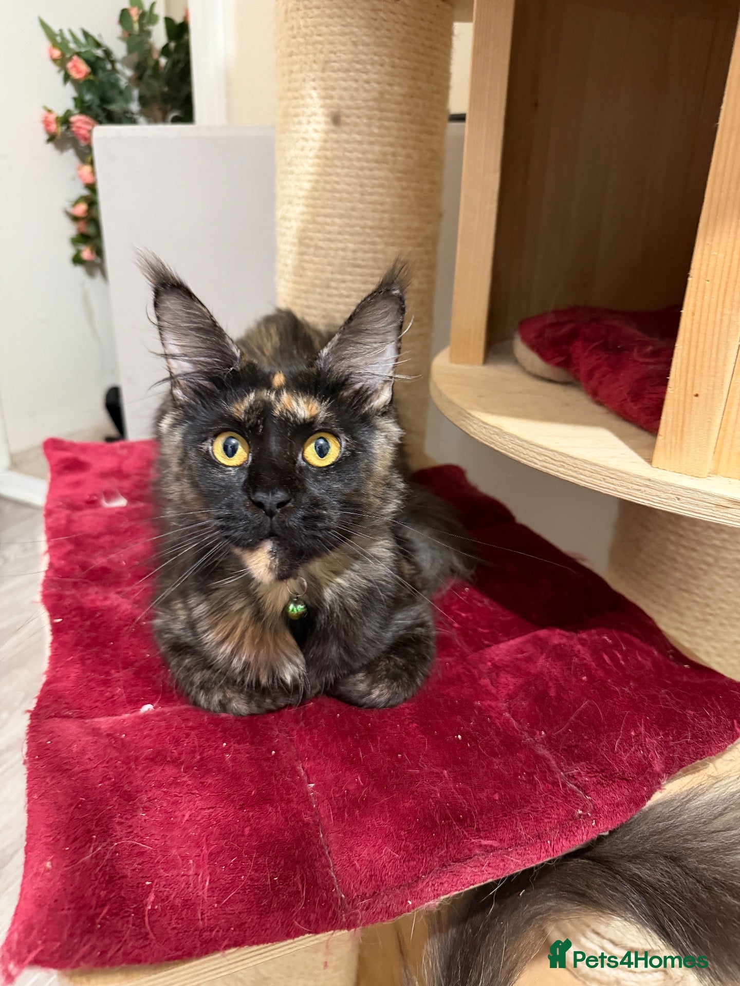 Maine Coon cats for sale: 2 female Maincoon sister for sale together  - Advert 12