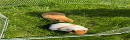 Guinea Pig rodents for sale: Boar Gold Teddy Guinea Pig in Bolton - Advert 3