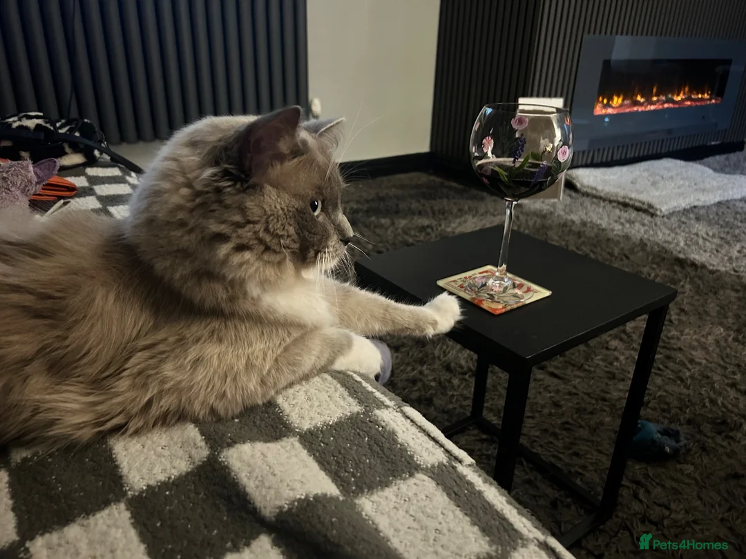 Ragdoll cats for stud: STUNNING BLUE MITTED MINK RAGDOLL FOR STUD - Advert 2