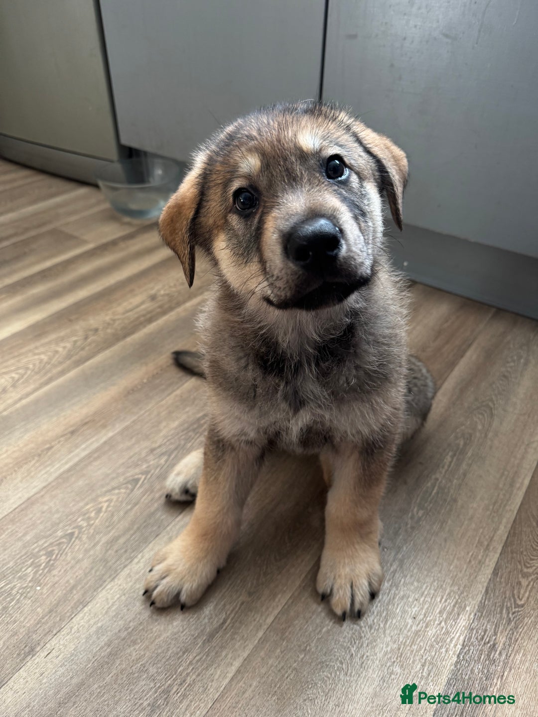 Mixed Breed dogs for sale: German Shepherd x Rottweiler puppies | READY TO GO - Image 10