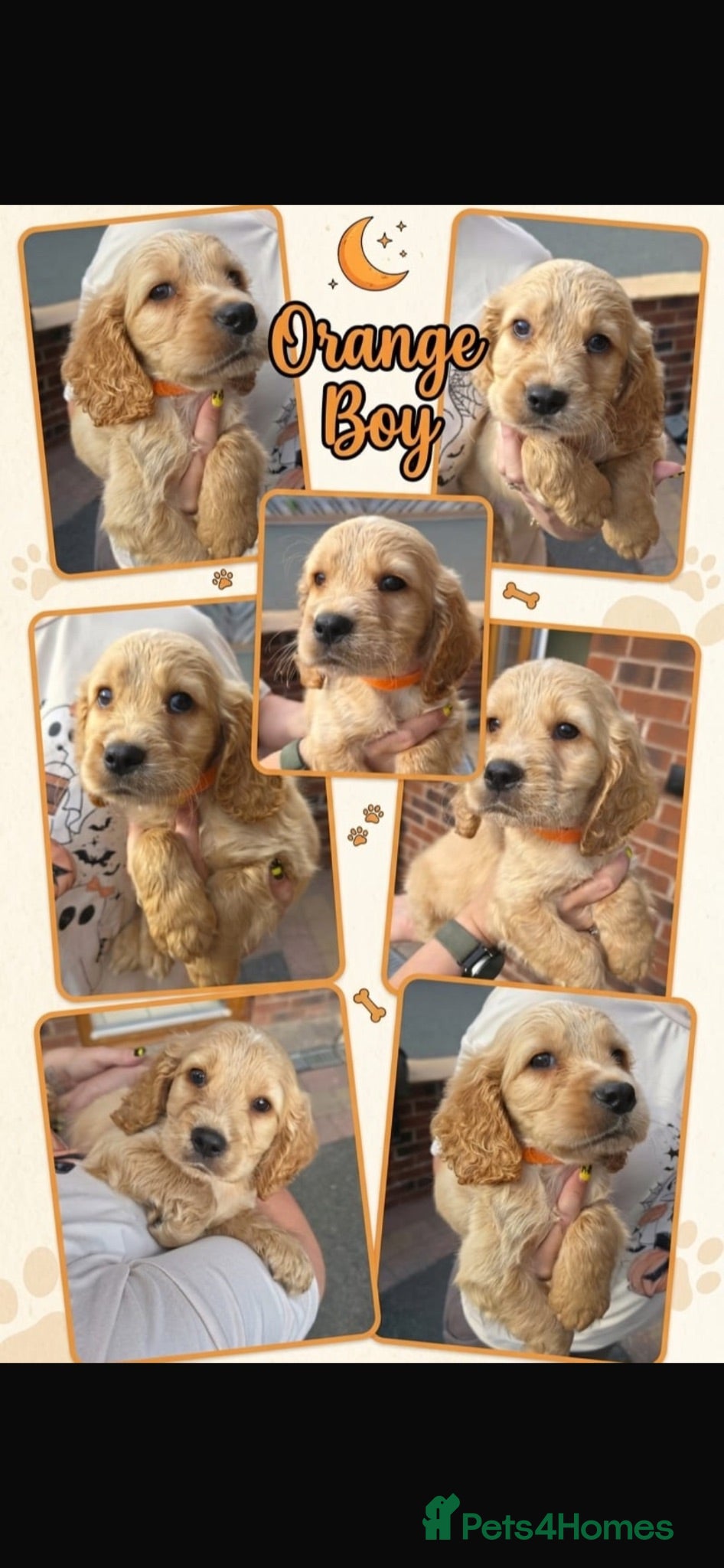Cocker Spaniel dogs Golden Cocker Spaniel Pups  - Advert 2