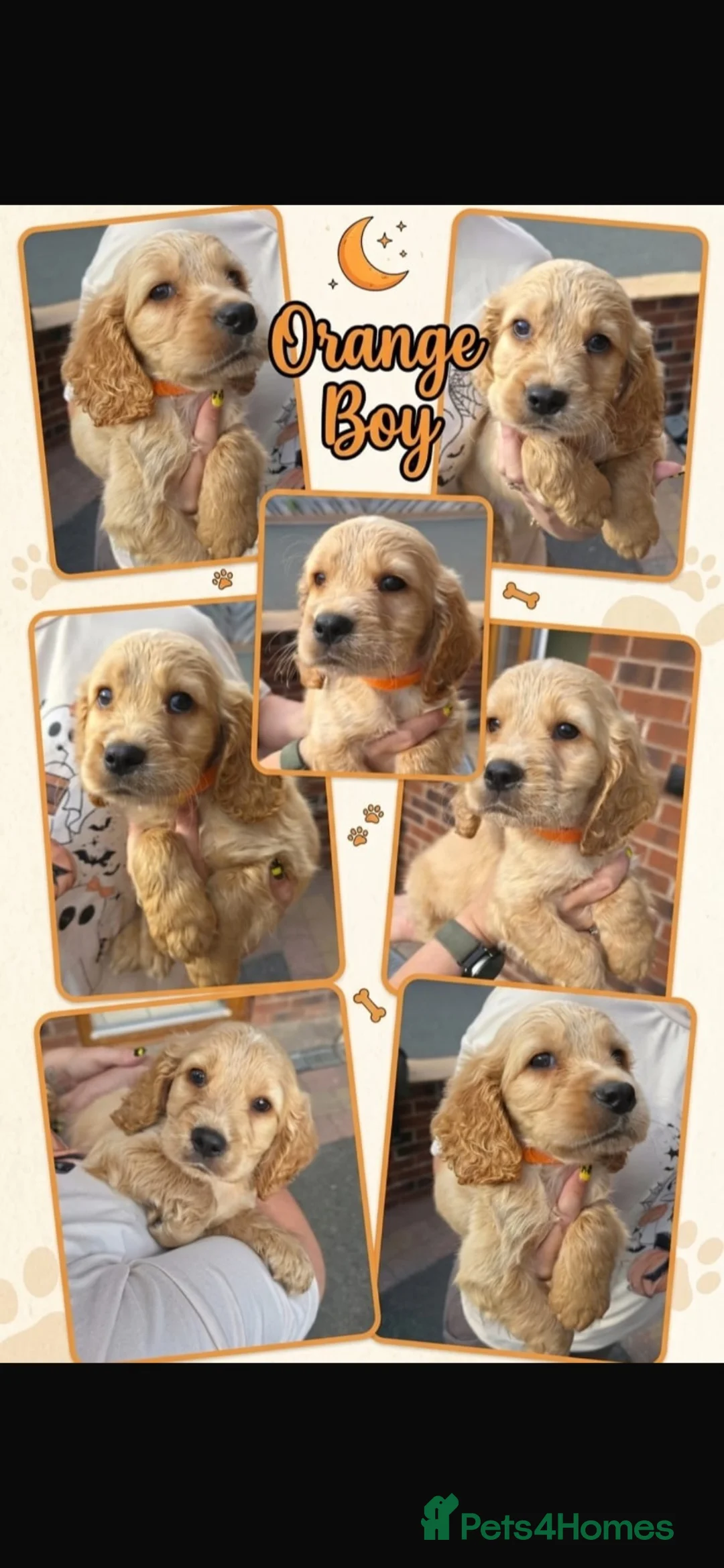 Cocker Spaniel dogs for sale: Golden Cocker Spaniel Pups  in Gretna - Advert 2