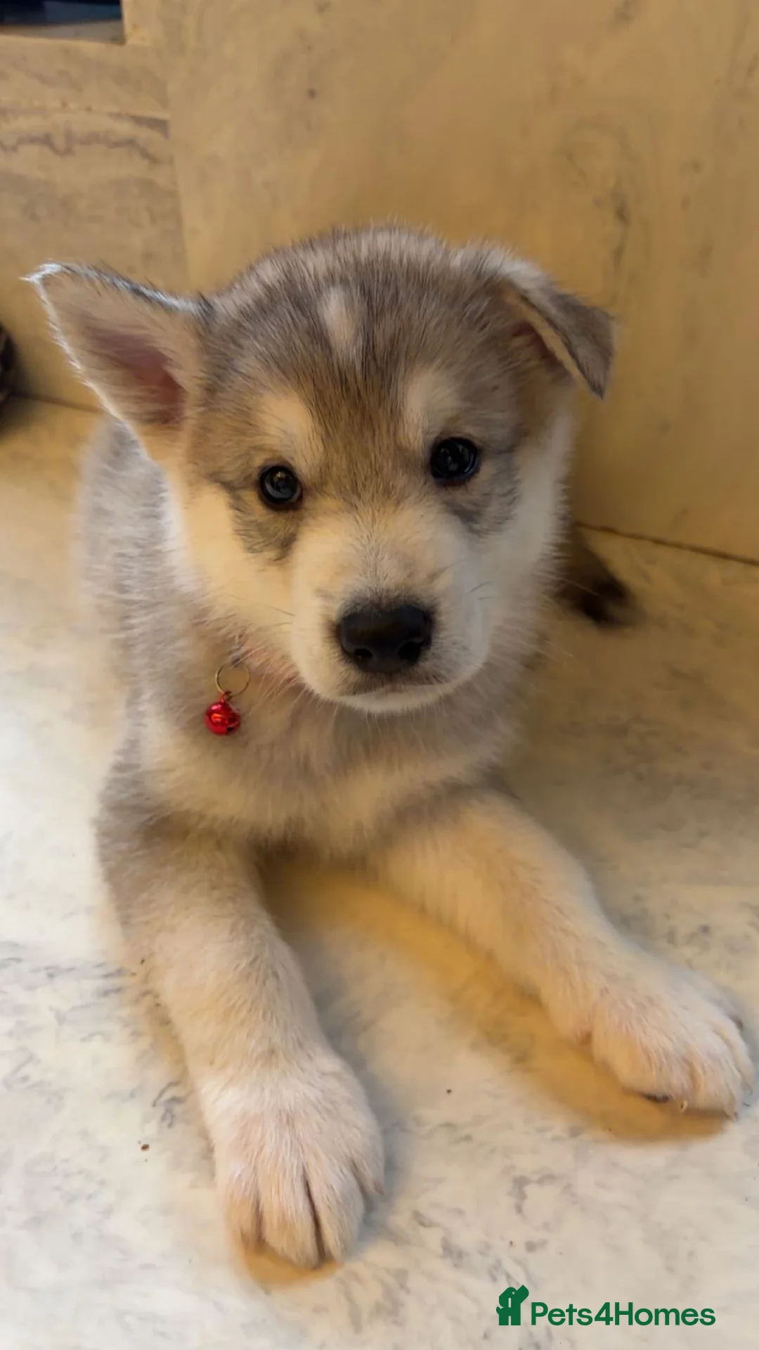 Northern Inuit dogs for sale: Northern Innuit puppies for sale  - Advert 5