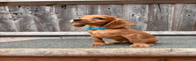 Orange Dog- Blue Collar