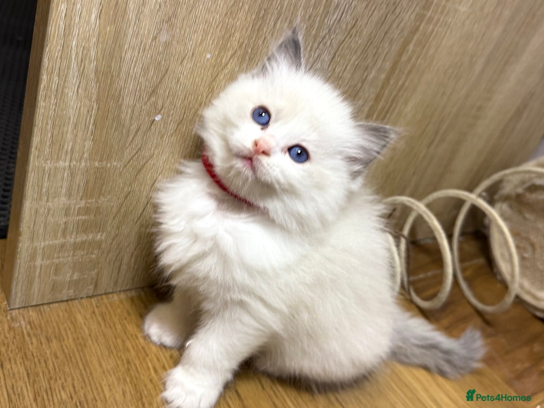 Ragdoll cats for sale: 💕🏅GCCF reg. Champ blood Beautiful Ragdolls 🏅💕 - Advert 11