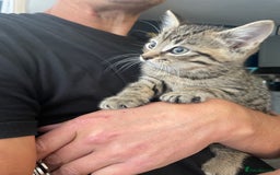Mixed Breed cats for sale: 4 beautiful kittens ready to leave now - Image 3