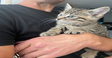 Mixed Breed cats - Advert 11