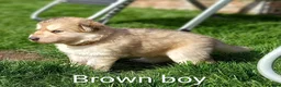 German Shepherd dogs for sale: Gorgeous German Shepherd pups for sale - Advert 32