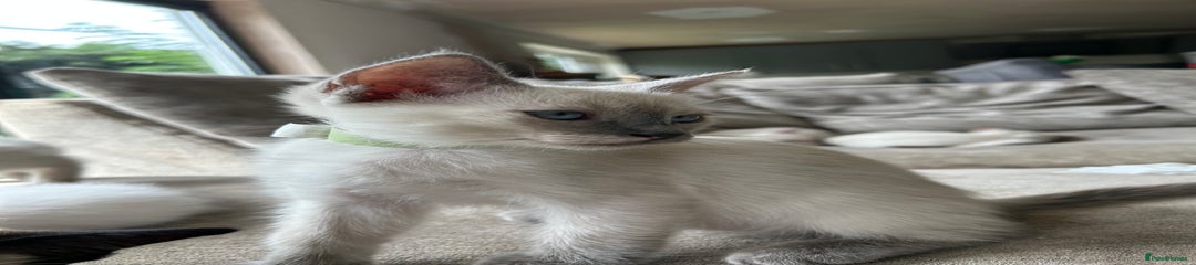 Ragamese Kitten 4