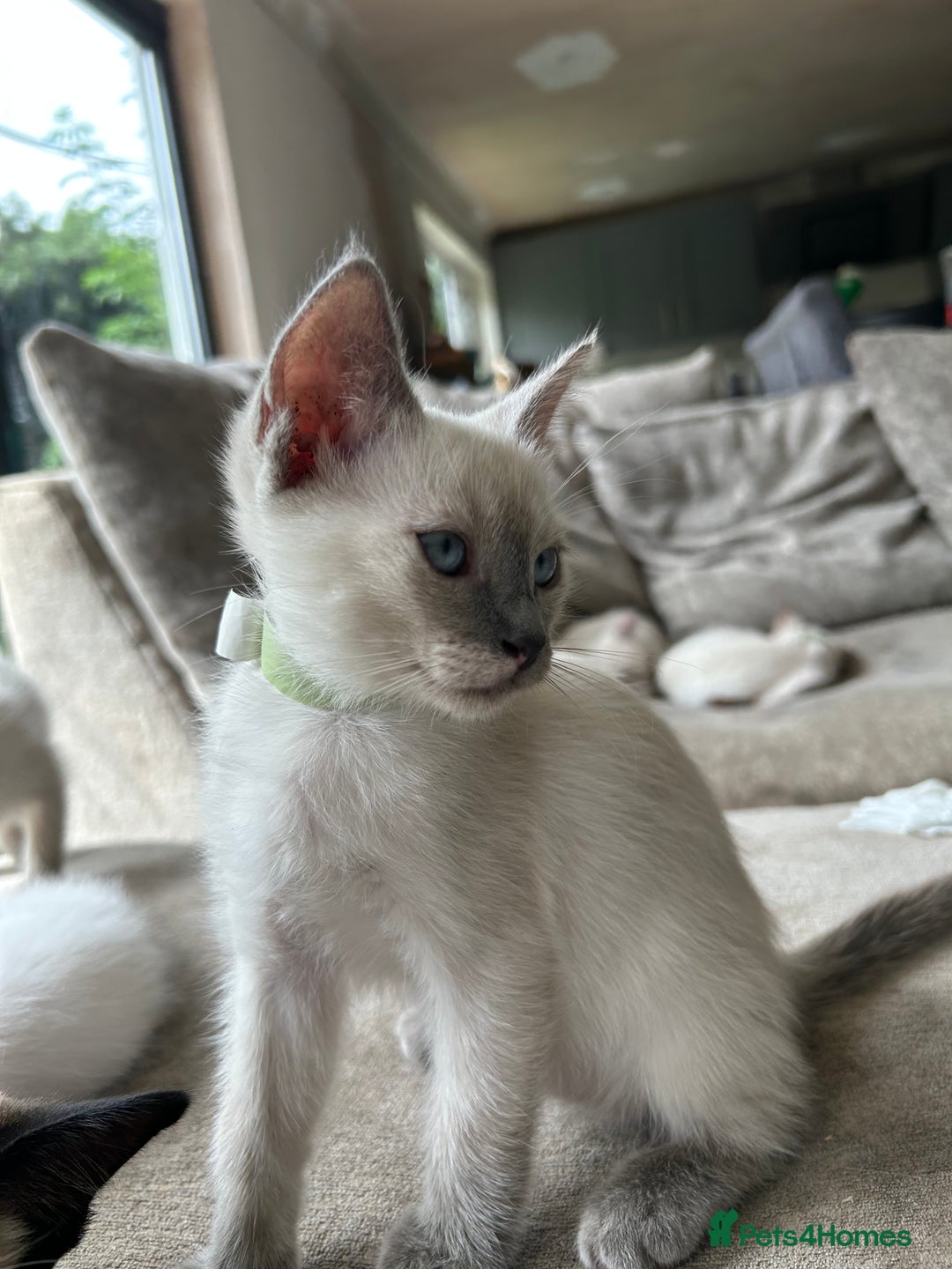 Ragamese cats for sale: Beautiful Ragamese kittens ❤️ - Image 10