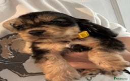 Cocker Spaniel dogs for sale: Cocker spaniel puppies  - Image 2