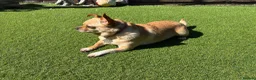 Chihuahua dogs for sale: Female Chihuahua ready now - Advert 2