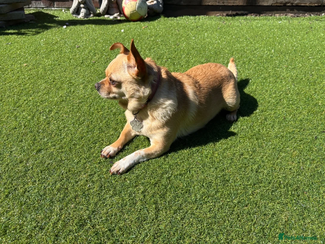 Chihuahua dogs for sale: Female Chihuahua ready now - Advert 2