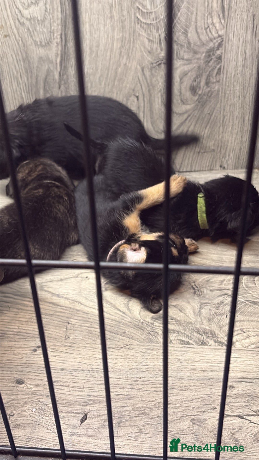 Mixed Breed dogs for sale: 5 French bulldog cross pups for sale  - Advert 5