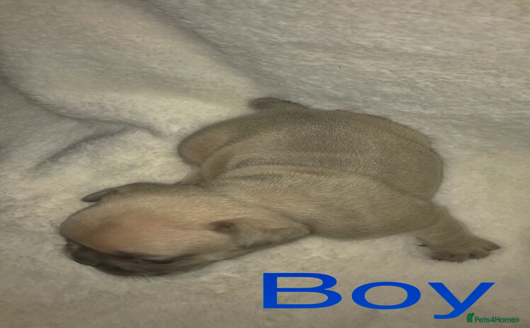 French Bulldog dogs - Advert 12