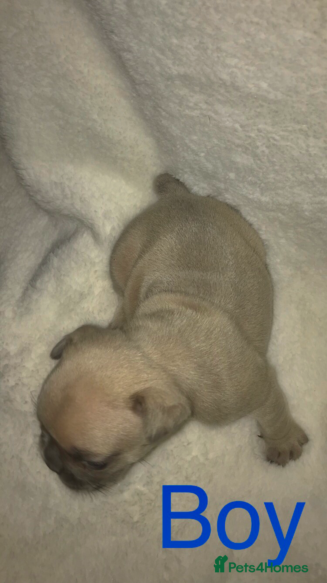 French Bulldog dogs for sale: 3 beautiful French bulldogs  - Image 1