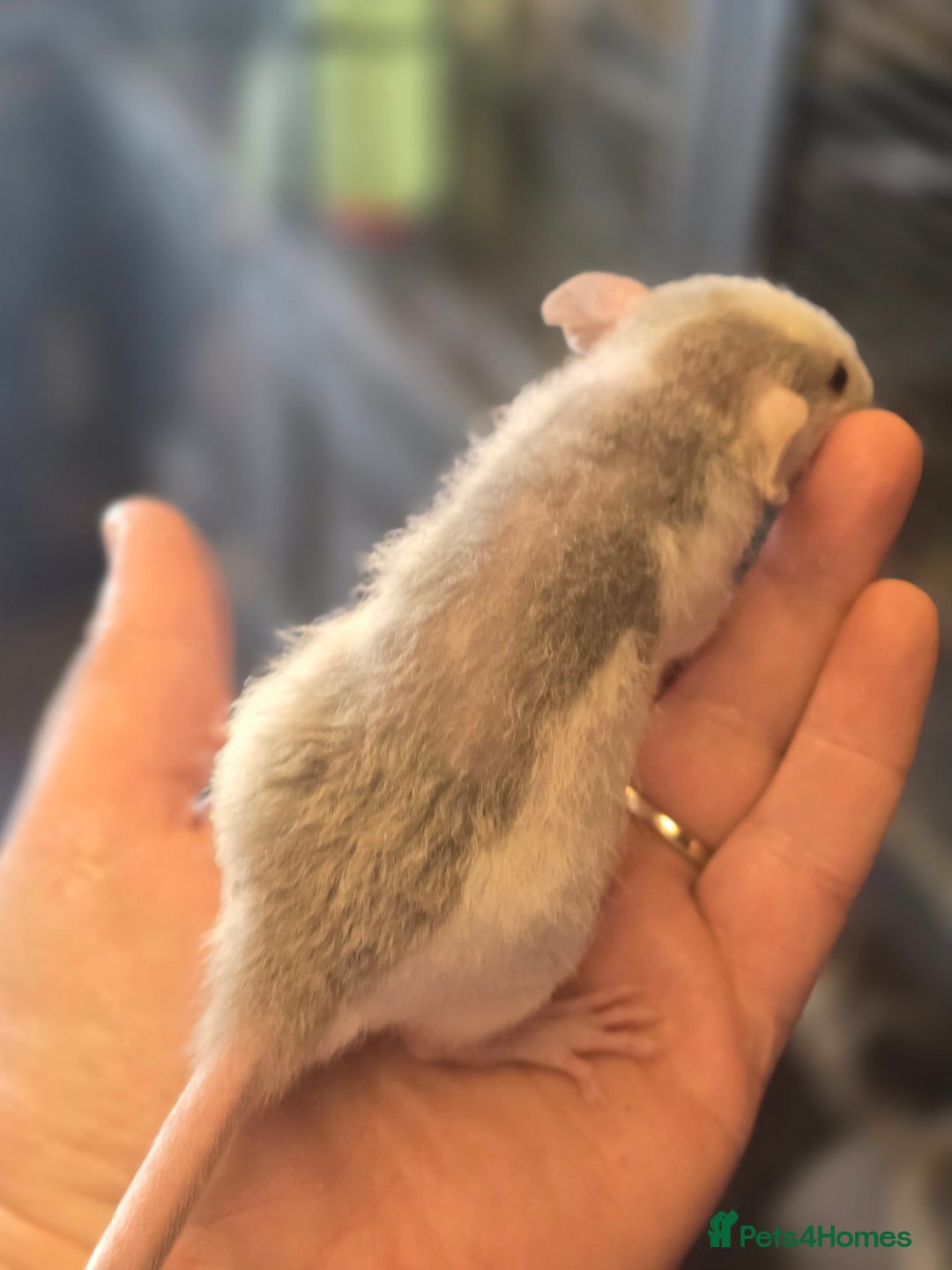 Rat rodents for sale: Babies rats, rex, dumbos and fancy - Image 29
